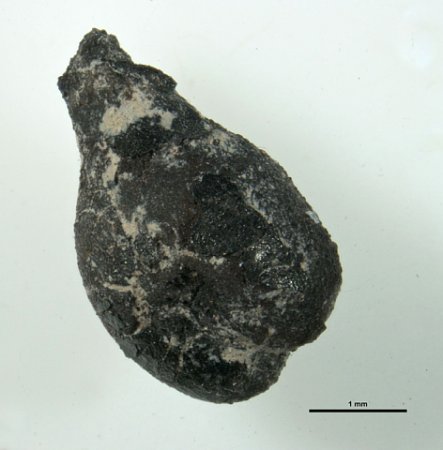 Semeno révy vinné nalezené v Mělníku, foto: LAPE České Budějovice, zdroj: Archeologický ústav Praha