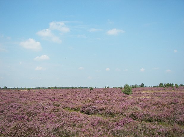 Lüneburger Heide (Foto: www.wikimedia.org)