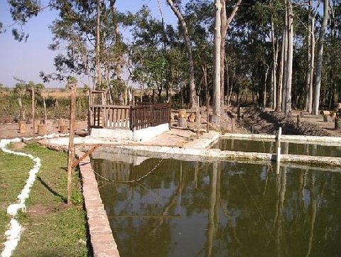 Estanque de Tilapias