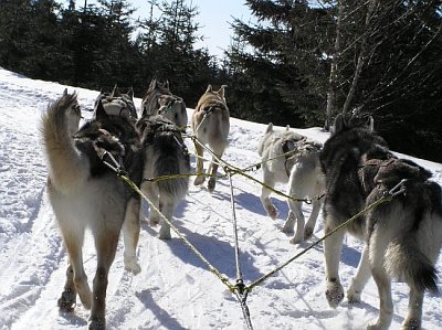 Photo: www.huskies.cz