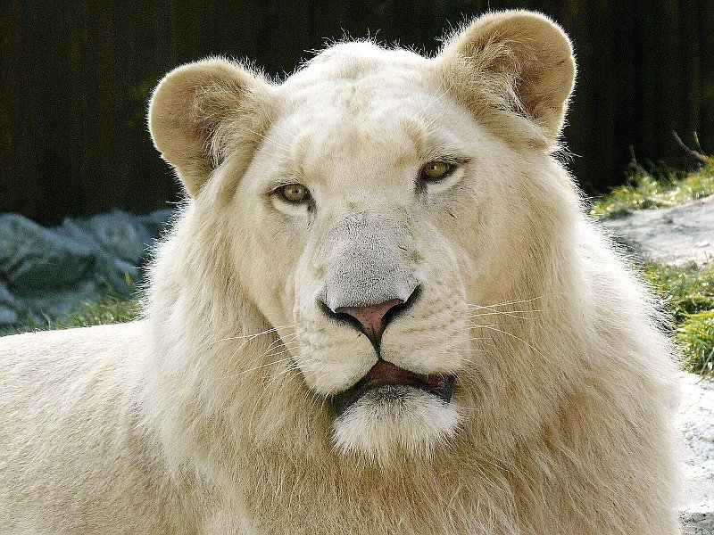 Der weiße Löwe (Foto: Wikimedia CC BY-SA 2.5) Der weiße Löwe (Foto: Wikimedia CC BY-SA 2.5)