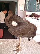 Photo: Dr. Shyam Sundar