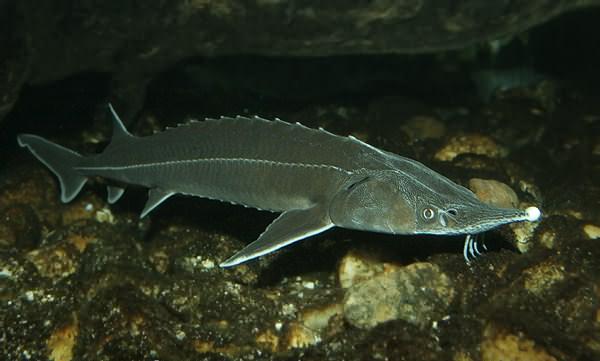 Sterlet sturgeon, photo: Jiří Bohdal, www.wikimedia.org