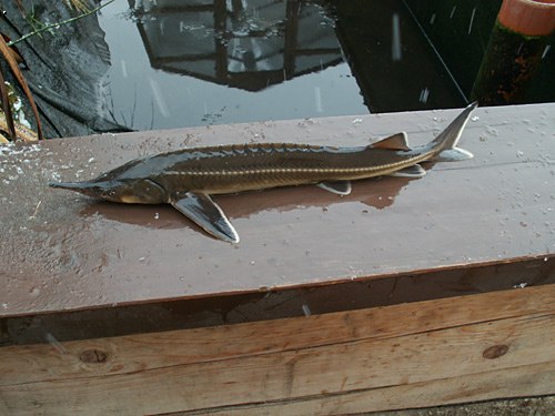 Sterlet sturgeon, photo: www.mrk.cz