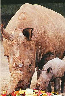  Foto: Zoo Dvůr Králové