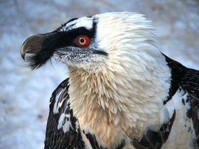 Photo: www.zooliberec.cz