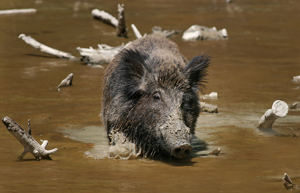 Photo: Richard Bartz, Wikipedia