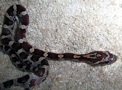 Red Rat snake, photo: Městská policie Ostrava