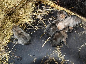 Photo: Zoo Brno