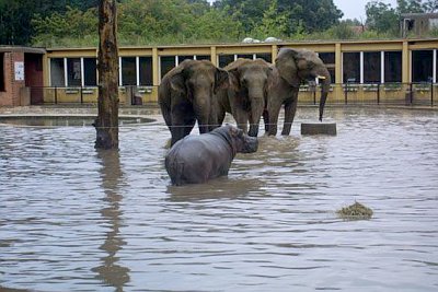 zoo_povodne.jpg