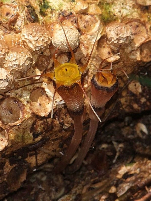 Thismia hexagona, photo: CTK Thismia hexagona, photo: CTK
