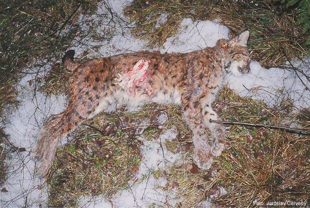 A shot lynx, photo: CTK/Alka Wildlife A shot lynx, photo: CTK/Alka Wildlife