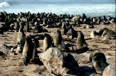 'Peace with Seals'