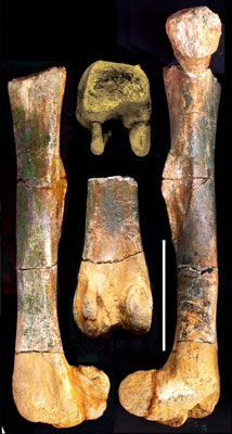 Kosterní nález 'českého dinosaura'