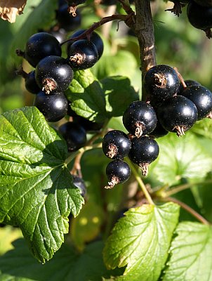 Grosella negra