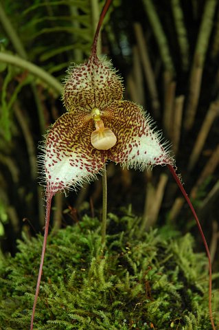 Dracula gorgona