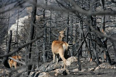 Red deer walk through charred trees on Mount Parnitha north of Athens on Monday, Aug. 6, 2007