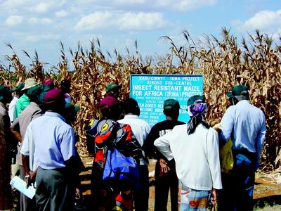 Kenyans examining insect-resistant transgenic Bt corn