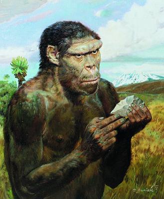 'Homo erectus olduvaiensis', 1972