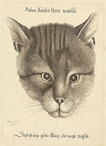 Wenceslaus Hollar - 'Dobrá kočka, která nemlsá'
