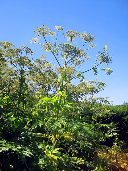 Giant hogweed