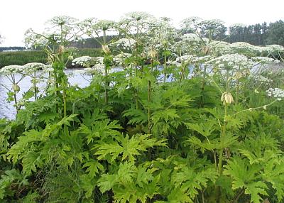 Giant hogweed