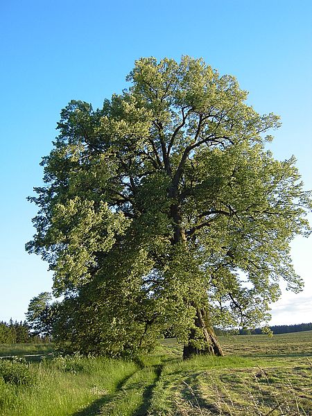 Linden tree