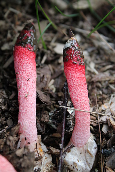 Ravenel's Stinkhorn