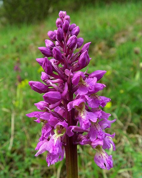 Early purple orchid