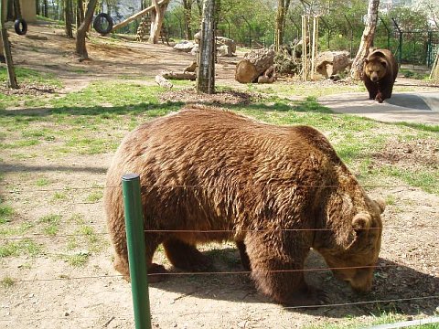 Los osos de Beroun