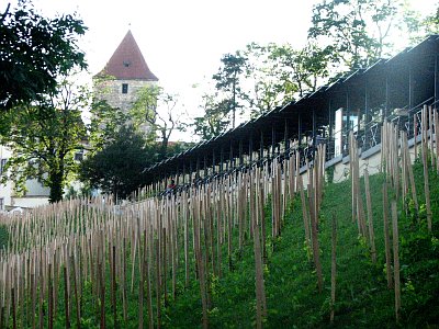 Svatováclavská vinice