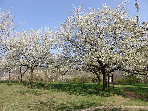 Im Mai sind die Bäume voll von Blüten