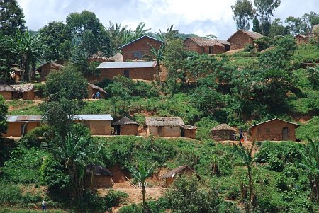 Bunyakiri, photo: Christian Falvey