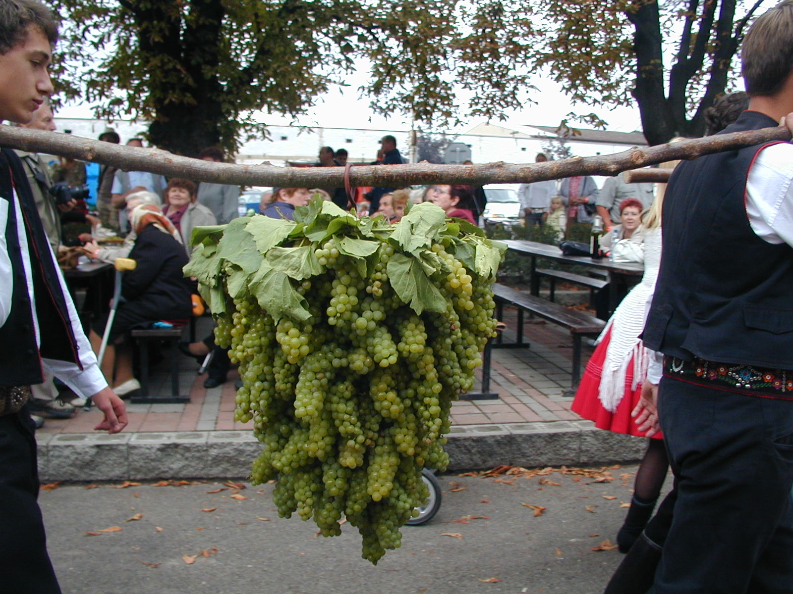 Umzug mit der Riesentraube  (Foto: Autorin)