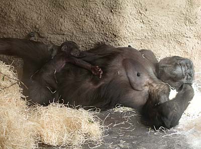 Tatu with her mother Kijivu