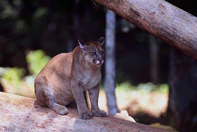 Puma