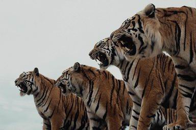 Tigres
