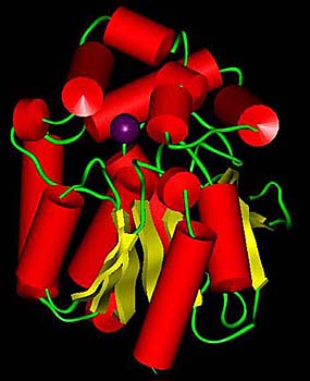 Enzyme structure, photo: loschmidt.chemi.muni.cz/peg