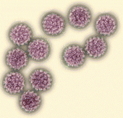 Human Papilloma Virus (HPV)