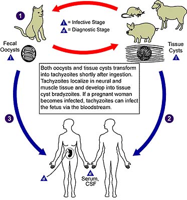 Human Sex With Cat 72