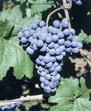 Cabernet Moravia