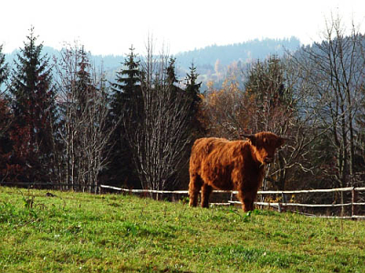 Foto: www.hucul.cz