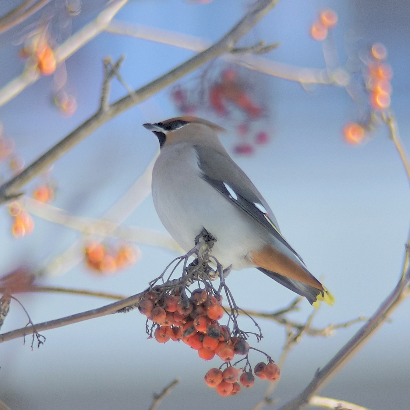 Bohemian waxwing, photo: Lubomir Hlasek