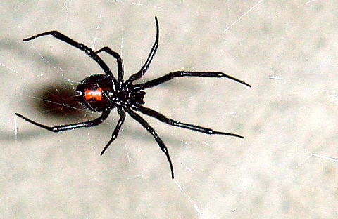 Latrodectus tredecimguttatus, viuda negra europea
