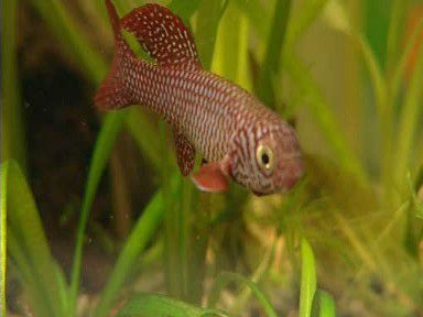 Nothobranchius Kadleci, photo: www.ct24.cz