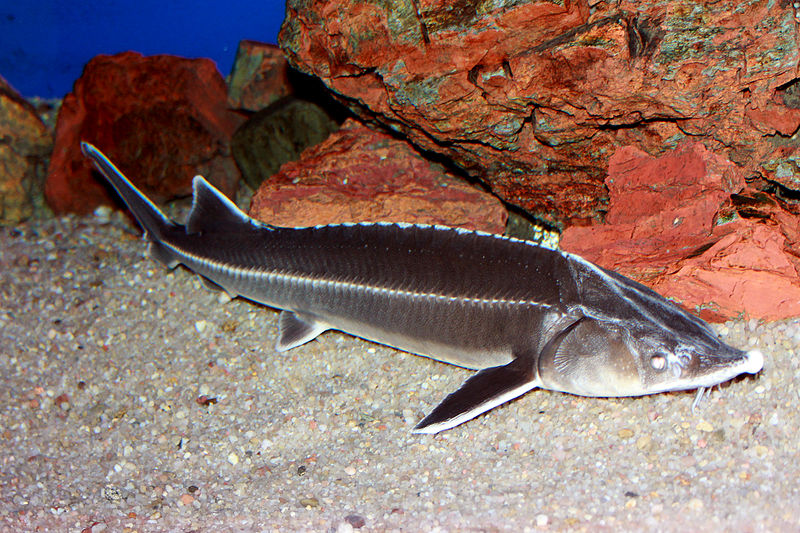 Sterlet sturgeon