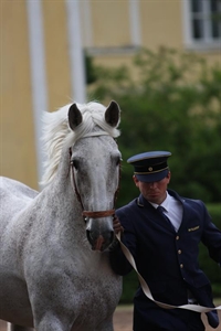 Old Kladruber horse