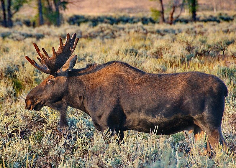 European moose