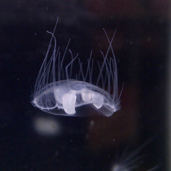Freshwater jellyfish