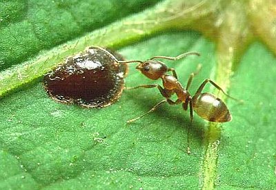 Argentinian ant